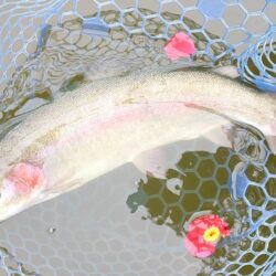 意外と難しい ～岡崎トラウトポンド～